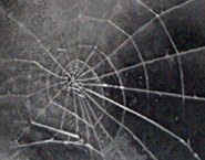 Vija Celmins