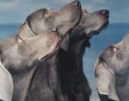 William Wegman